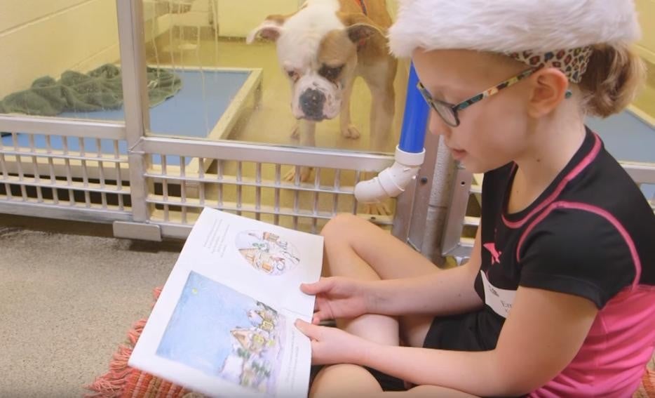 animal shelter, dogs, animal lovers, photo, cute, aww, missouri, animal with kids, dog with child, united state of america
