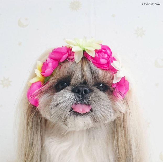 Cute, fashionable dog, japan, japanese dog, shih tzu, peke, instagram, kuma dog photo, hairstyle dog