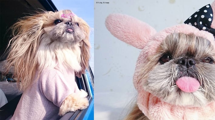 cute, fashionable dog, japan, japanese dog, shih tzu, peke, instagram, kuma dog photo, hairstyle dog