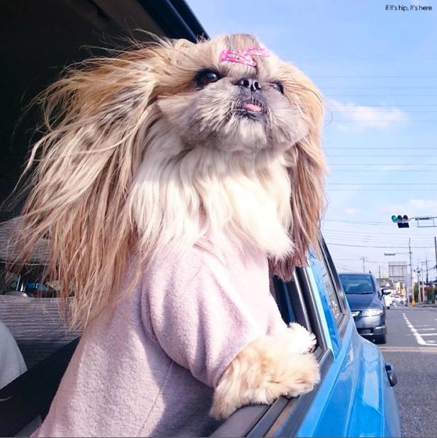 Cute, fashionable dog, japan, japanese dog, shih tzu, peke, instagram, kuma dog photo, hairstyle dog