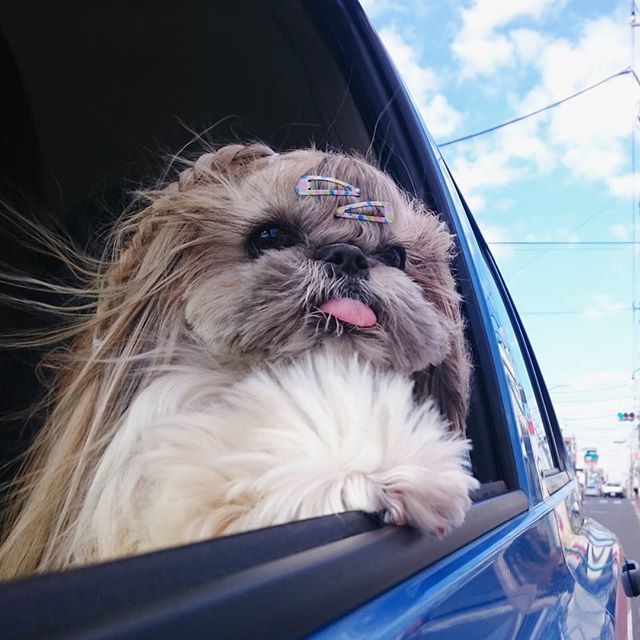 Cute, fashionable dog, japan, japanese dog, shih tzu, peke, instagram, kuma dog photo, hairstyle dog