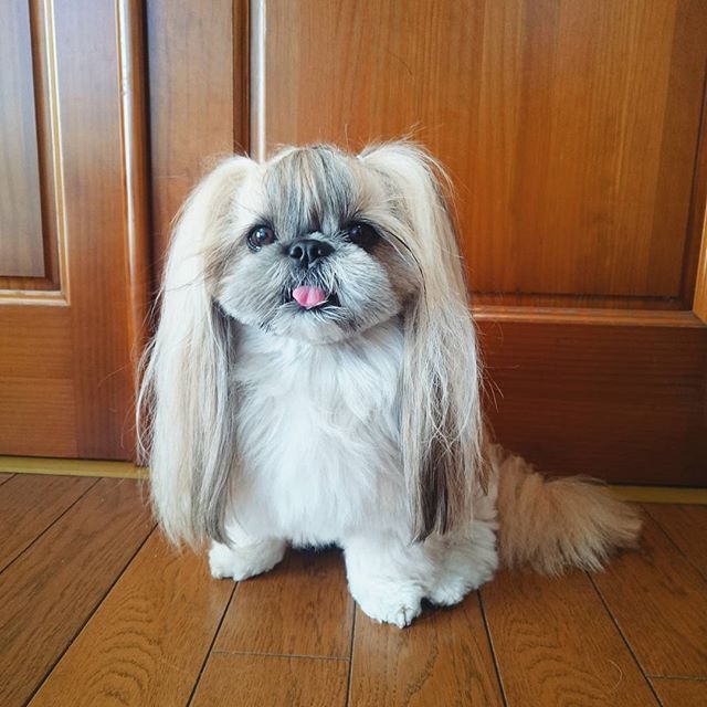 Cute, fashionable dog, japan, japanese dog, shih tzu, peke, instagram, kuma dog photo, hairstyle dog