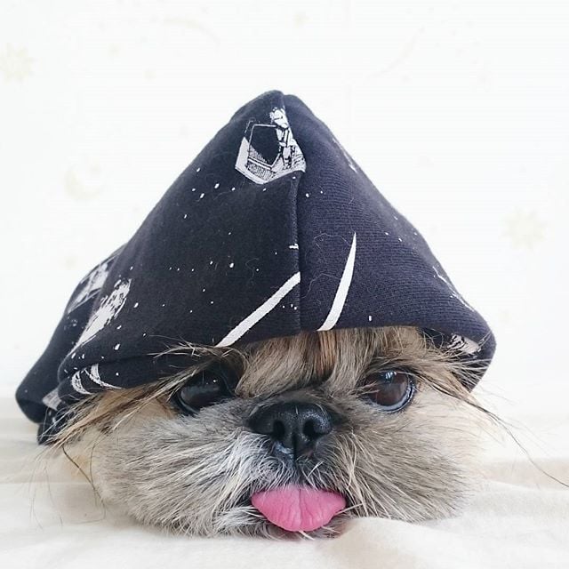 Cute, fashionable dog, japan, japanese dog, shih tzu, peke, instagram, kuma dog photo, hairstyle dog