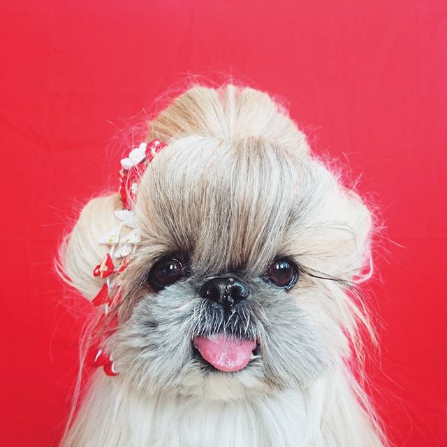 15 Cutest Photo Of Japanese Hairstyle Dog "Kuma" Instagram 