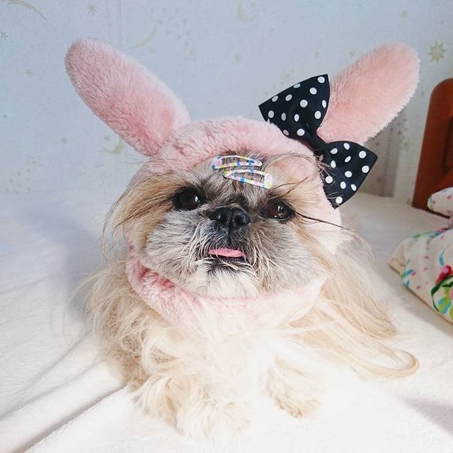 15 Cutest Photo Of Japanese Hairstyle Dog Kuma Instagram