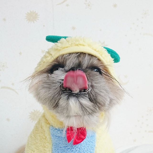 Cute, fashionable dog, japan, japanese dog, shih tzu, peke, instagram, kuma dog photo, hairstyle dog