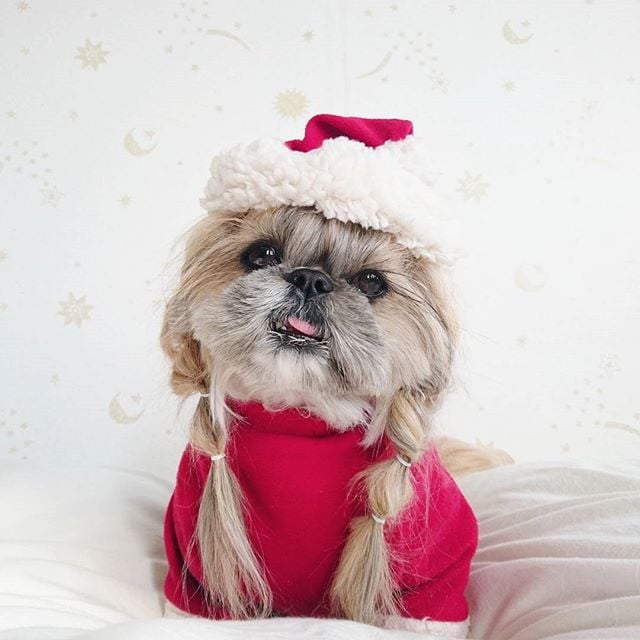 Cute, fashionable dog, japan, japanese dog, shih tzu, peke, instagram, kuma dog photo, hairstyle dog