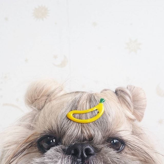 Cute, fashionable dog, japan, japanese dog, shih tzu, peke, instagram, kuma dog photo, hairstyle dog