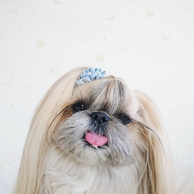 Cute, fashionable dog, japan, japanese dog, shih tzu, peke, instagram, kuma dog photo, hairstyle dog