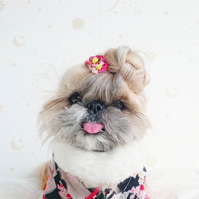 Cute, fashionable dog, japan, japanese dog, shih tzu, peke, instagram, kuma dog photo, hairstyle dog