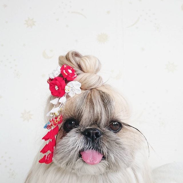 Cute, fashionable dog, japan, japanese dog, shih tzu, peke, instagram, kuma dog photo, hairstyle dog