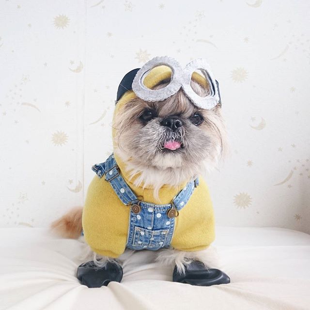 Cute, fashionable dog, japan, japanese dog, shih tzu, peke, instagram, kuma dog photo, hairstyle dog