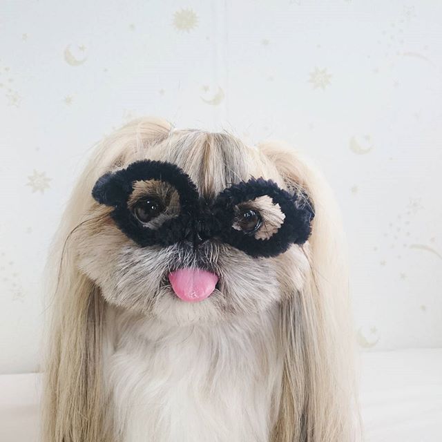 Cute, fashionable dog, japan, japanese dog, shih tzu, peke, instagram, kuma dog photo, hairstyle dog