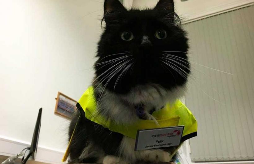 wtf, animal, england, weird, felix cat, cat job, felix huddersfield station cat, felix facebook, amazing, viral, social media