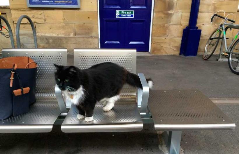 Wtf, animal, england, weird, felix cat, cat job, felix huddersfield station cat, felix facebook, amazing, viral, social media