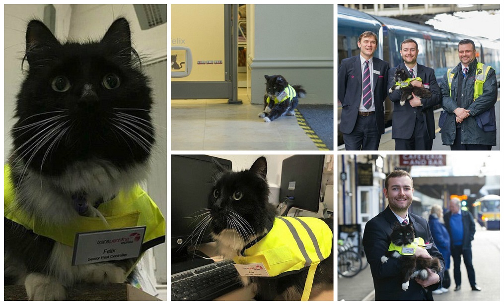 wtf, animal, england, weird, felix cat, cat job, felix huddersfield station cat, felix facebook, amazing, viral, social media
