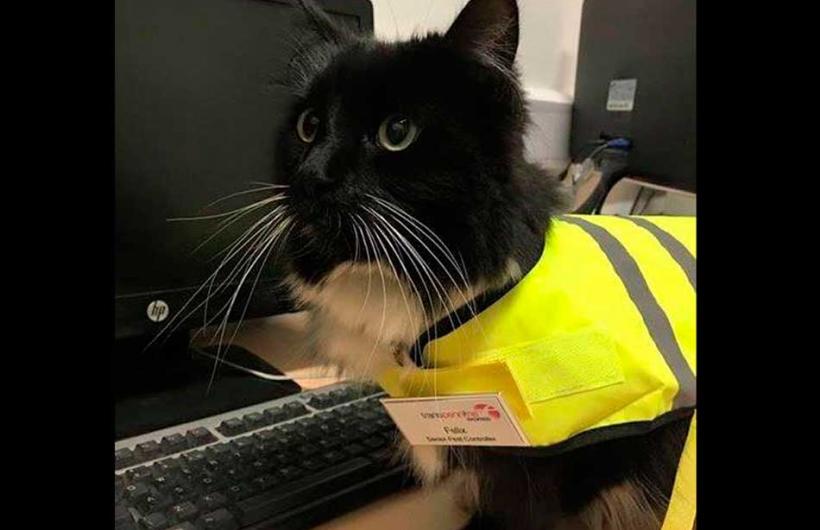 wtf, animal, england, weird, felix cat, cat job, felix huddersfield station cat, felix facebook, amazing, viral, social media