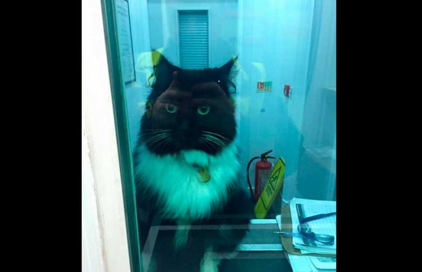 Wtf, animal, england, weird, felix cat, cat job, felix huddersfield station cat, felix facebook, amazing, viral, social media