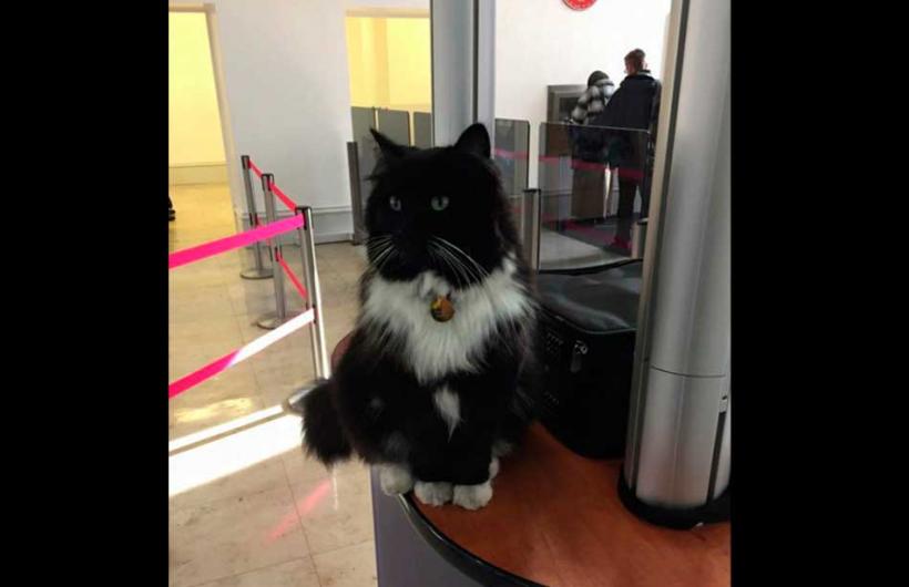 wtf, animal, england, weird, felix cat, cat job, felix huddersfield station cat, felix facebook, amazing, viral, social media