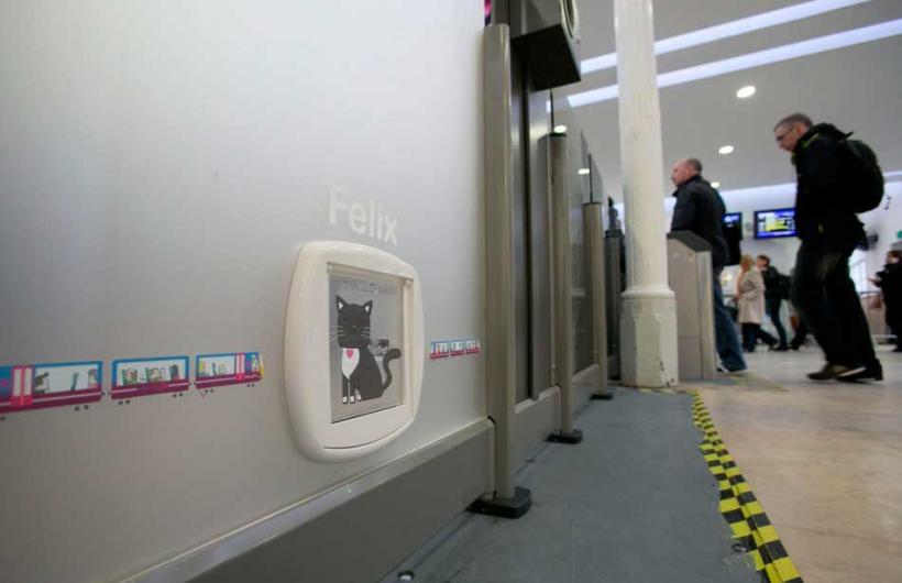 wtf, animal, england, weird, felix cat, cat job, felix huddersfield station cat, felix facebook, amazing, viral, social media