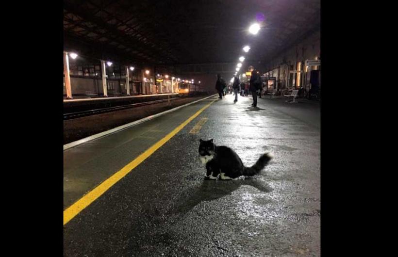 Wtf, animal, england, weird, felix cat, cat job, felix huddersfield station cat, felix facebook, amazing, viral, social media