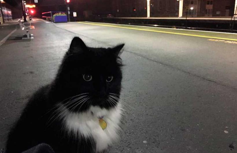 wtf, animal, england, weird, felix cat, cat job, felix huddersfield station cat, felix facebook, amazing, viral, social media