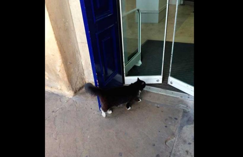wtf, animal, england, weird, felix cat, cat job, felix huddersfield station cat, felix facebook, amazing, viral, social media