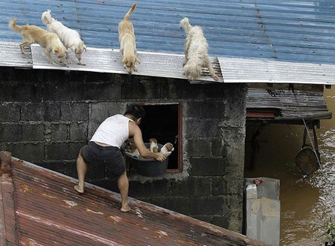 humanity, photograph, photography, animal rescue photo, human animal, people saving animal, emotional, amazing, people, world, humanity, viral, story telling photographs, best photos, faith in humanity restored, most emotional photo, around the world, extraordinary photographs, incredibly photographs, real life story