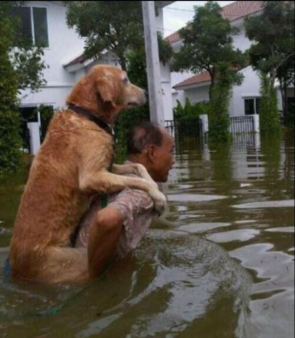 25 Touching Photos of People Saving Animals | Faith In Humanity Restored |  Reckon Talk