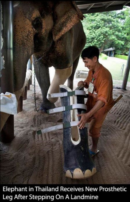 humanity, photograph, photography, animal rescue photo, human animal, people saving animal, emotional, amazing, people, world, humanity, viral, story telling photographs, best photos, faith in humanity restored, most emotional photo, around the world, extraordinary photographs, incredibly photographs, real life story