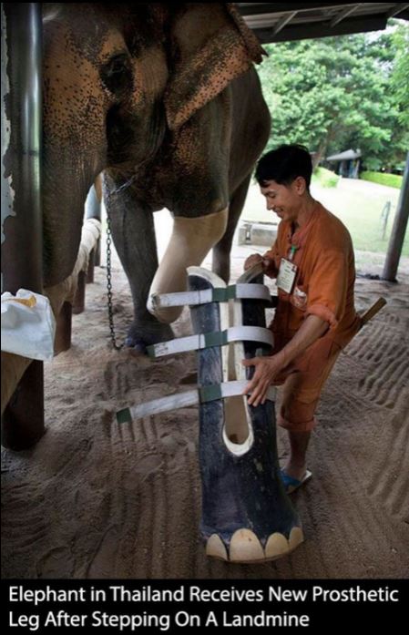 Humanity, photograph, photography, animal rescue photo, human animal, people saving animal, emotional, amazing, people, world, humanity, viral, story telling photographs, best photos, faith in humanity restored, most emotional photo, around the world, extraordinary photographs, incredibly photographs, real life story