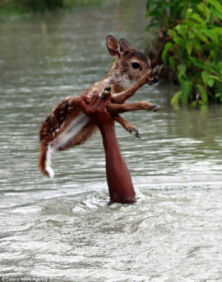 Humanity, photograph, photography, animal rescue photo, human animal, people saving animal, emotional, amazing, people, world, humanity, viral, story telling photographs, best photos, faith in humanity restored, most emotional photo, around the world, extraordinary photographs, incredibly photographs, real life story