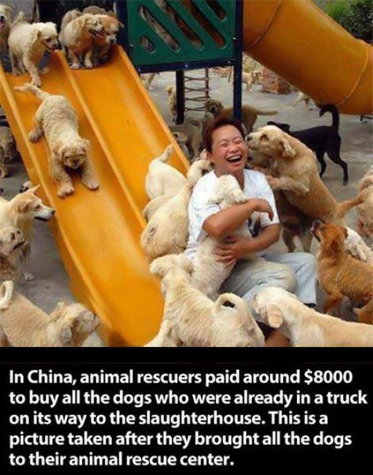 Humanity, photograph, photography, animal rescue photo, human animal, people saving animal, emotional, amazing, people, world, humanity, viral, story telling photographs, best photos, faith in humanity restored, most emotional photo, around the world, extraordinary photographs, incredibly photographs, real life story