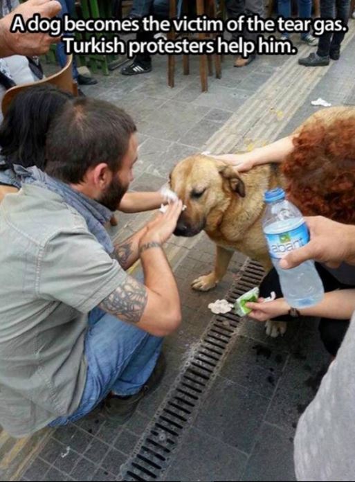 Humanity, photograph, photography, animal rescue photo, human animal, people saving animal, emotional, amazing, people, world, humanity, viral, story telling photographs, best photos, faith in humanity restored, most emotional photo, around the world, extraordinary photographs, incredibly photographs, real life story