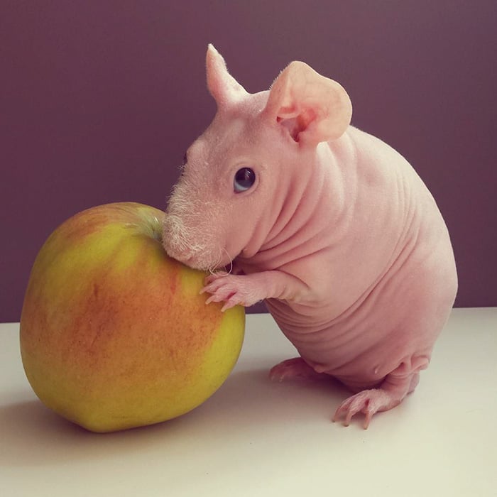 Guinea, pig, food, photoshoot, ludwik, animal, cute, awesome, photography