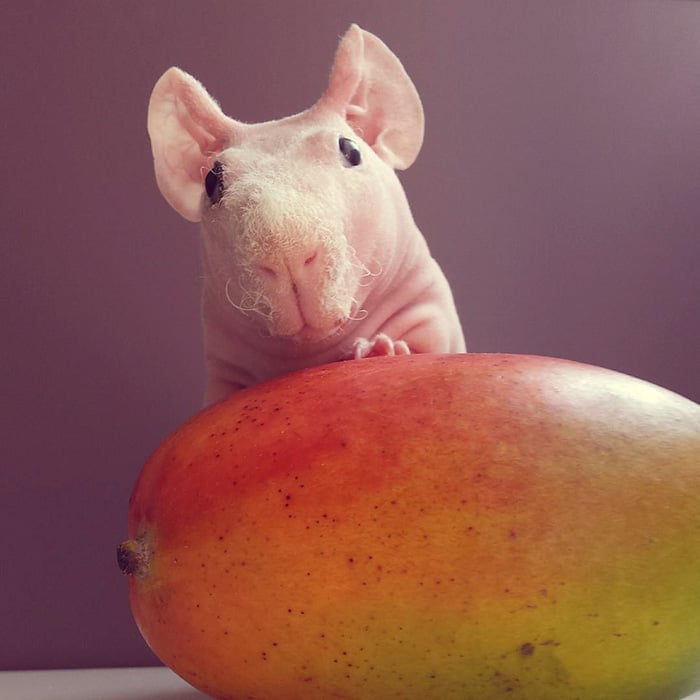 Guinea, pig, food, photoshoot, ludwik, animal, cute, awesome, photography