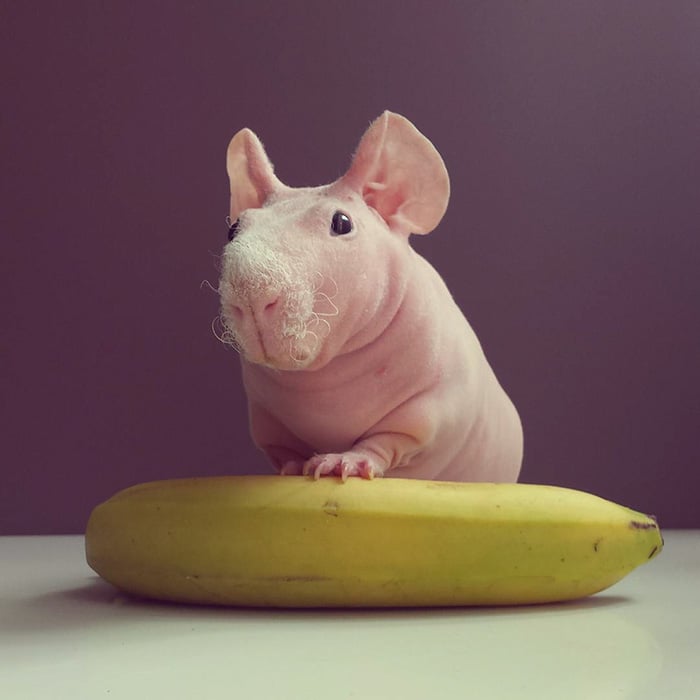 Guinea, pig, food, photoshoot, ludwik, animal, cute, awesome, photography