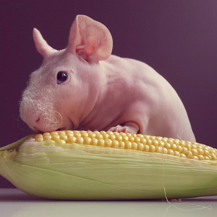 Guinea, pig, food, photoshoot, ludwik, animal, cute, awesome, photography