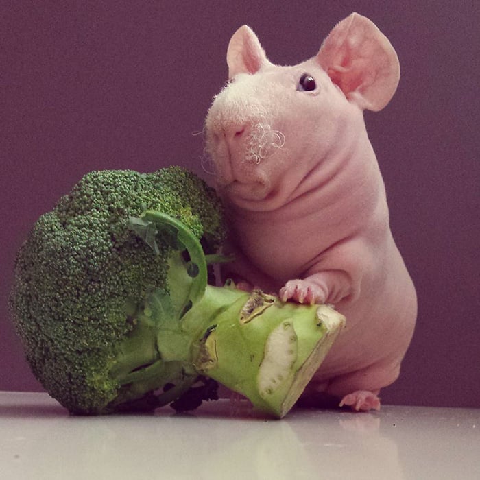 guinea, pig, food, photoshoot, ludwik, animal, cute, awesome, photography