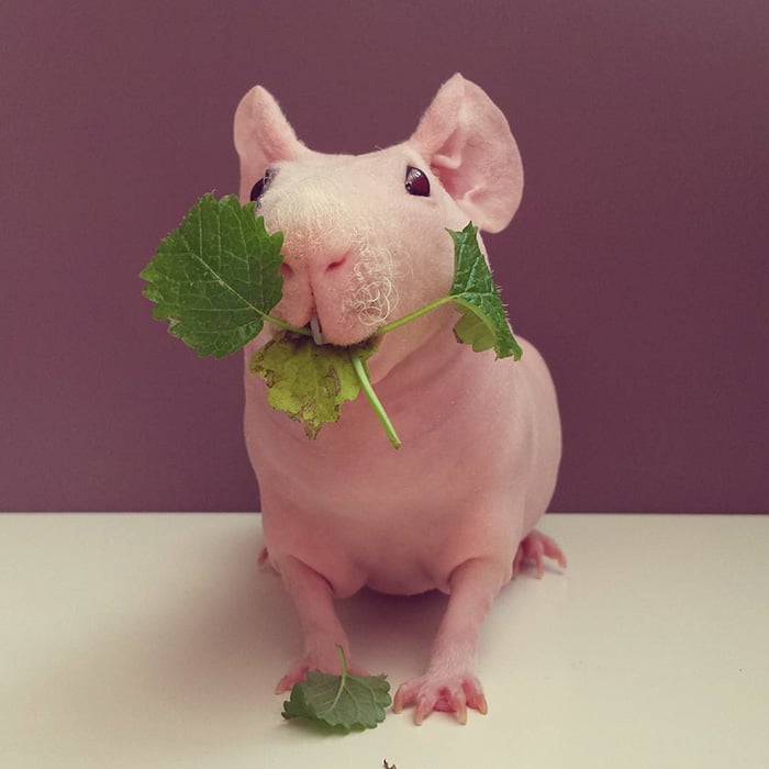 Guinea, pig, food, photoshoot, ludwik, animal, cute, awesome, photography