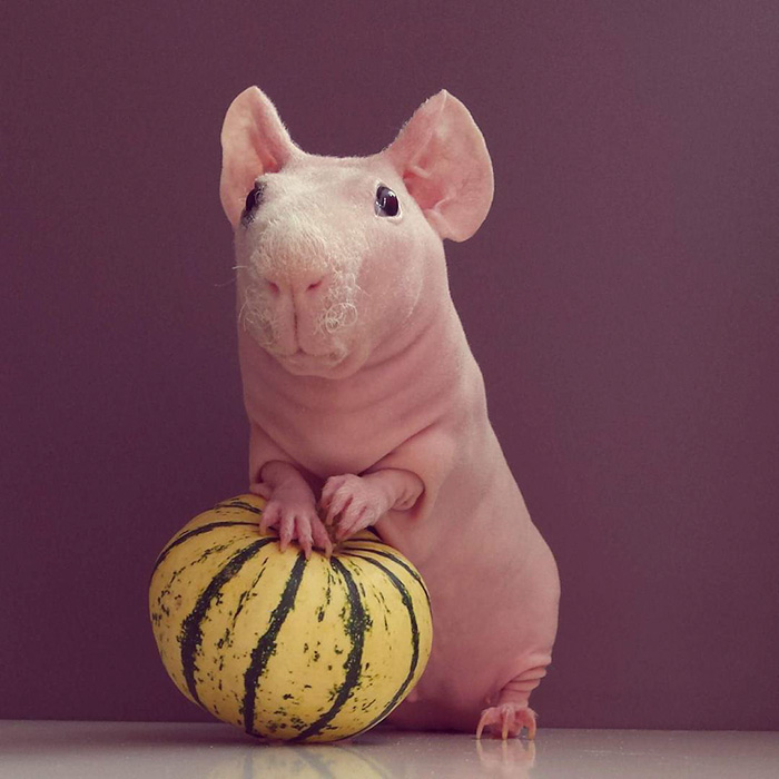guinea, pig, food, photoshoot, ludwik, animal, cute, awesome, photography