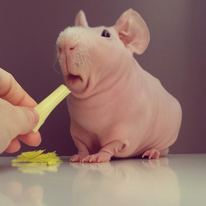 Guinea, pig, food, photoshoot, ludwik, animal, cute, awesome, photography