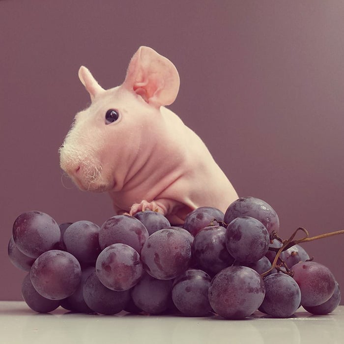 Guinea, pig, food, photoshoot, ludwik, animal, cute, awesome, photography