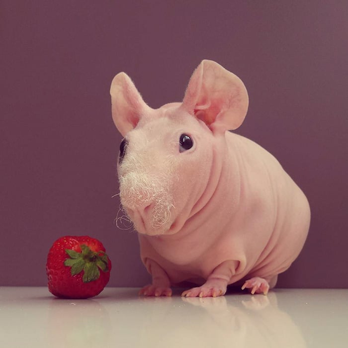 Guinea, pig, food, photoshoot, ludwik, animal, cute, awesome, photography