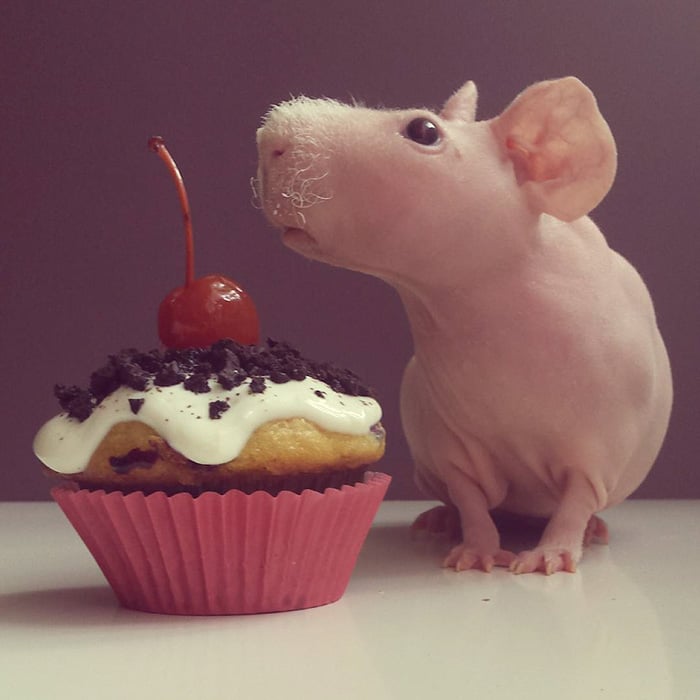 Guinea, pig, food, photoshoot, ludwik, animal, cute, awesome, photography