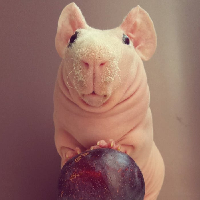 guinea, pig, food, photoshoot, ludwik, animal, cute, awesome, photography