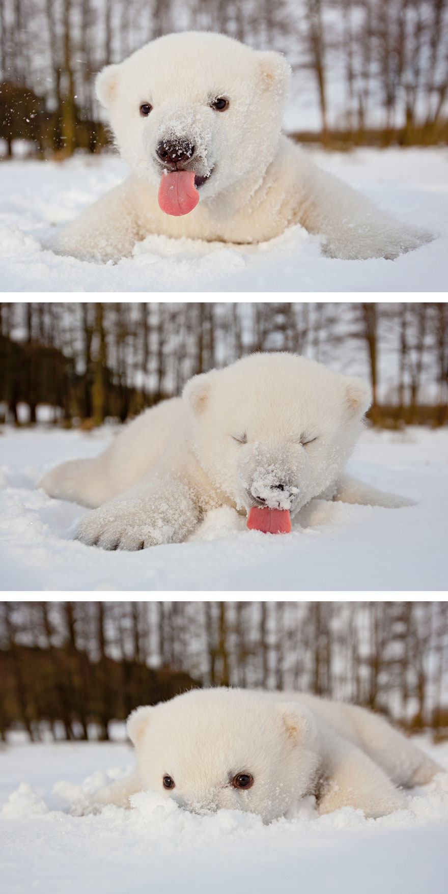 Cute, baby polar bear, photography, animal, cub, adorable, amazing, playing, snow