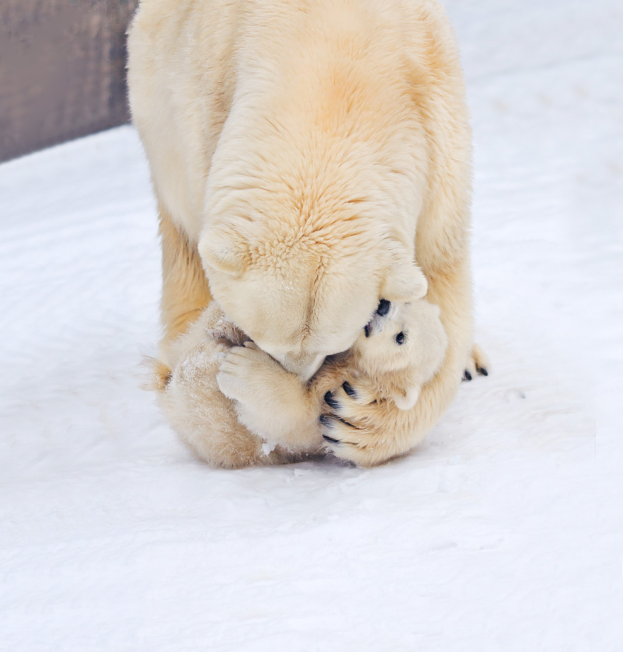 Cute, baby polar bear, photography, animal, cub, adorable, amazing, playing, snow