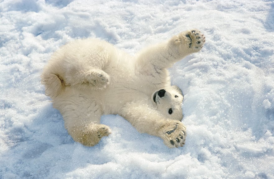 16 Adorable Pics of Baby Polar Bear No. 5 Is My Fav. Reckon Talk
