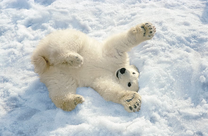 Cute, baby polar bear, photography, animal, cub, adorable, amazing, playing, snow